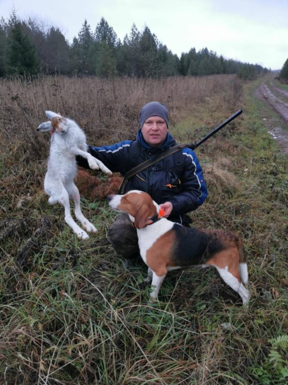 Русская пегая гончая