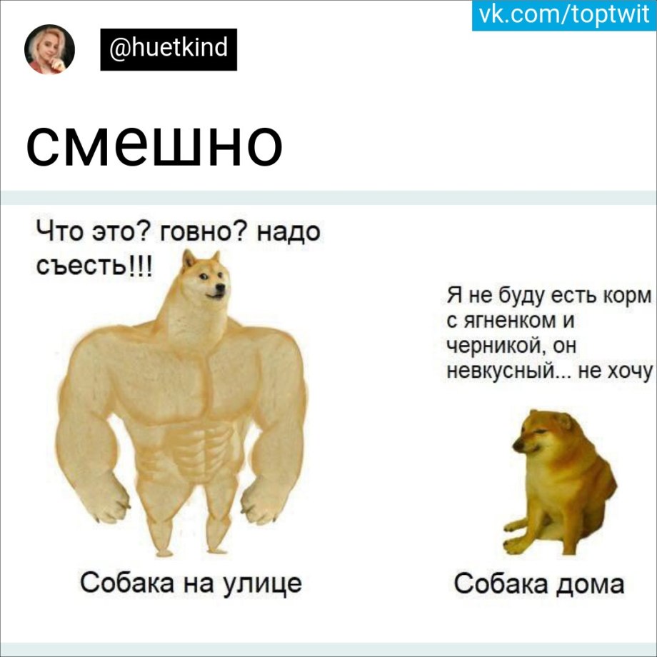 Дурацкая собака