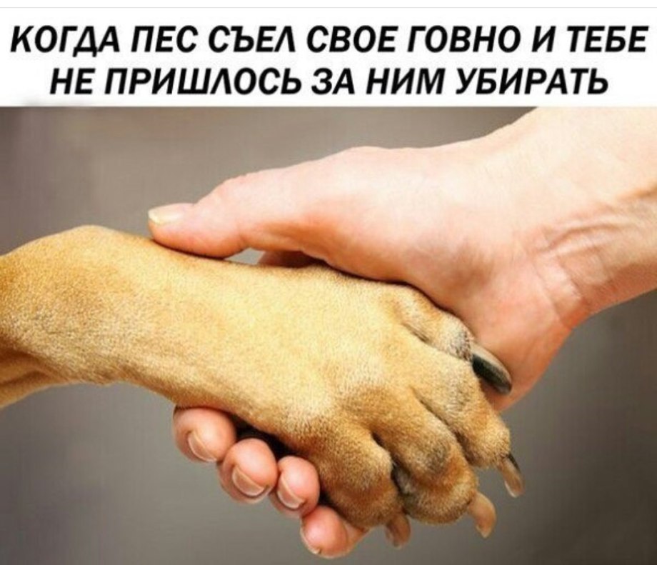 Когда пёс сожрал свое говно