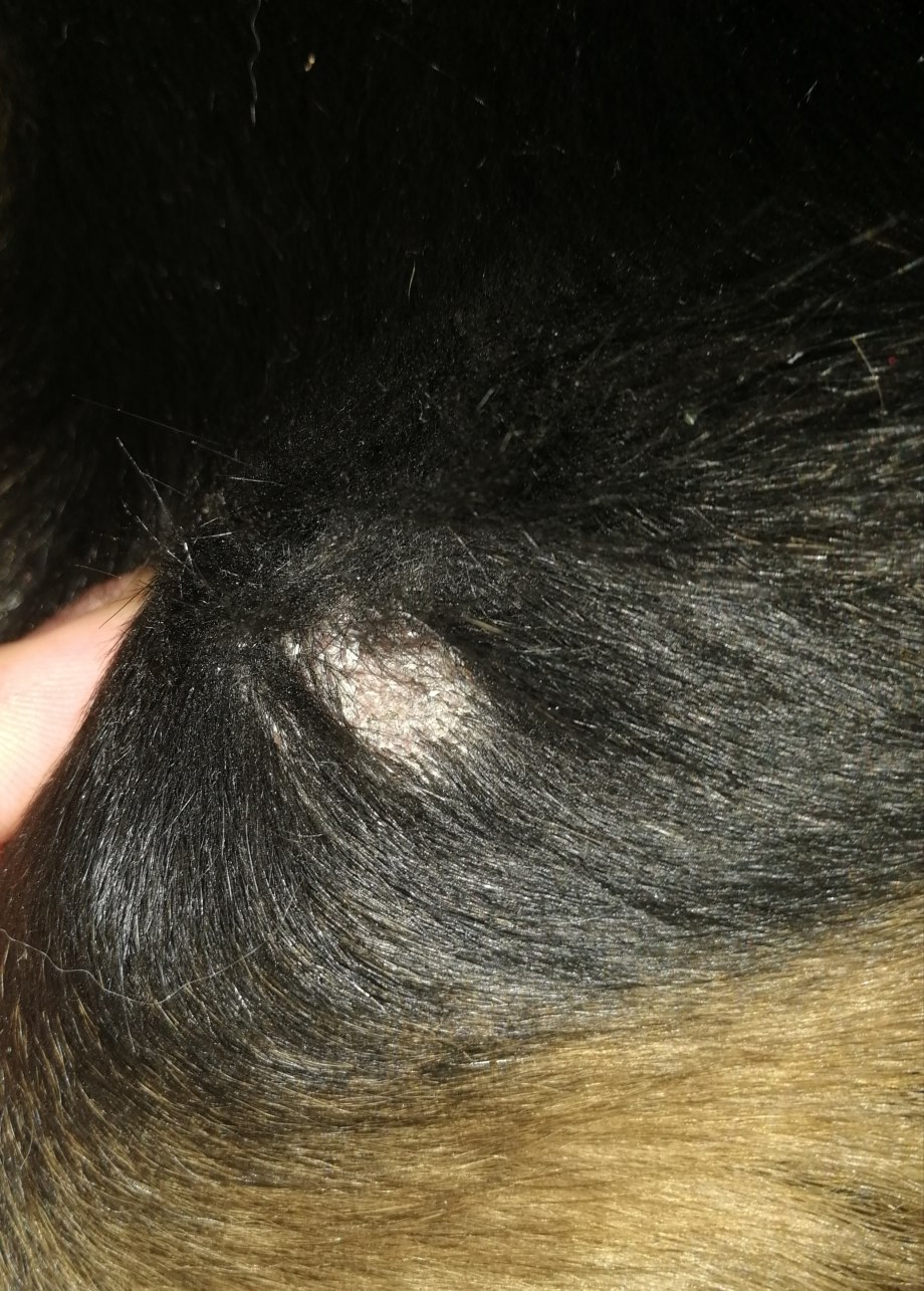 Клещ Железница (Demodex folliculorum)