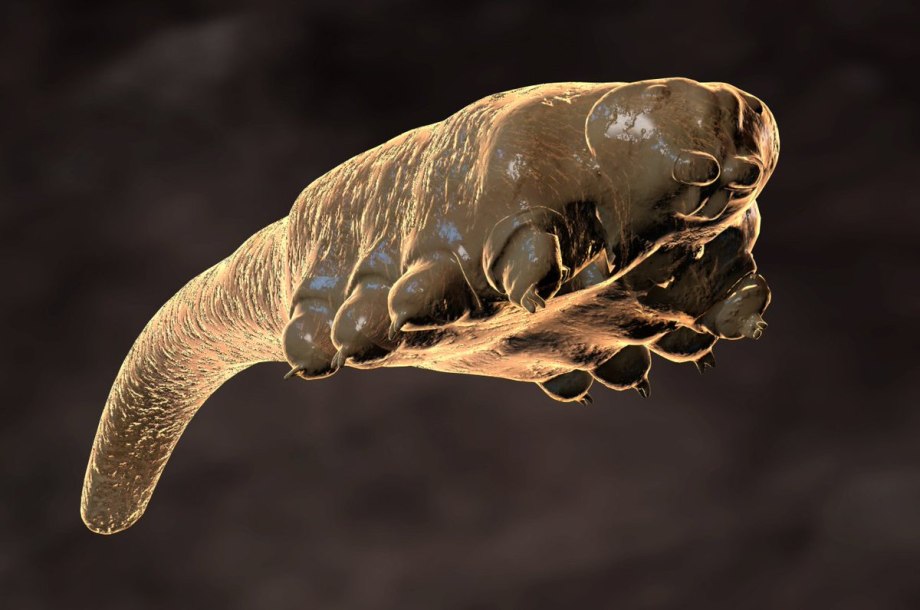 Железница угревая Demodex