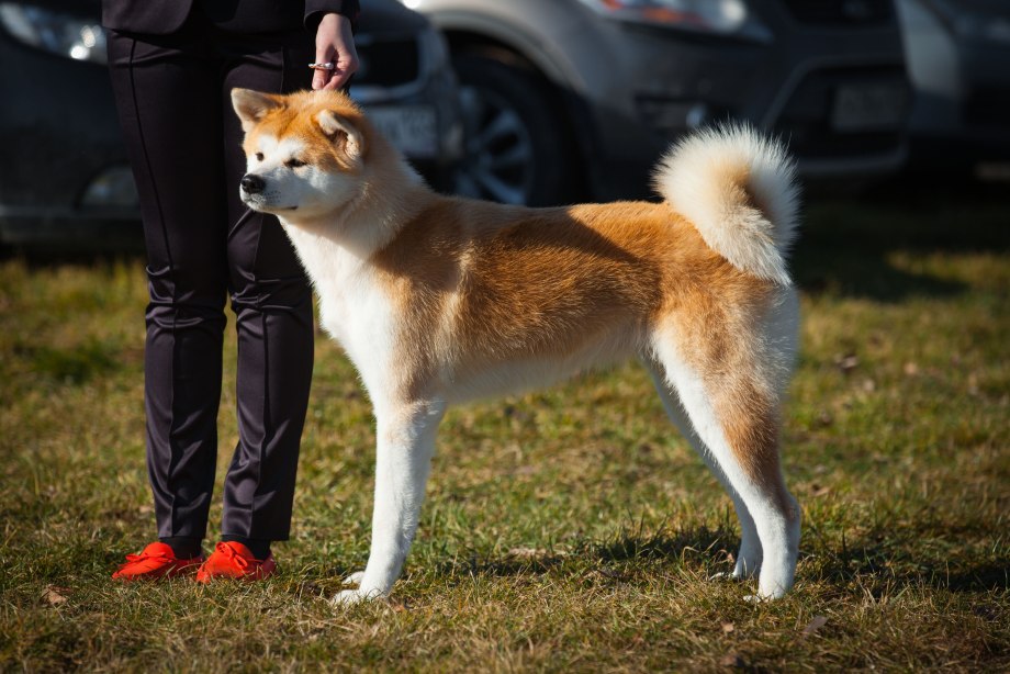 Киба ину