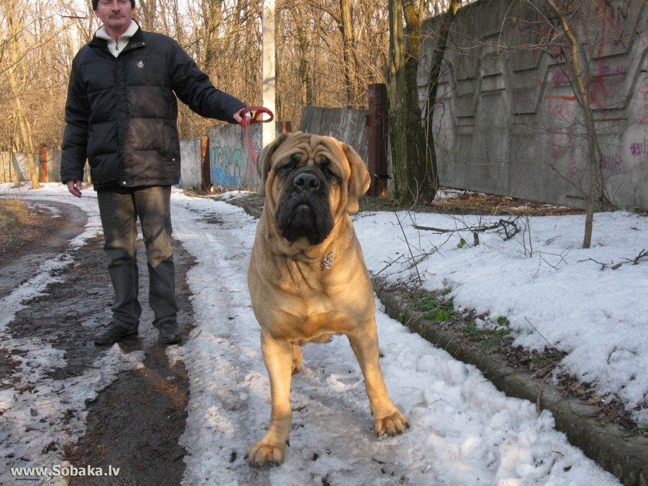 Бульмастиф / Bullmastiff (157) к