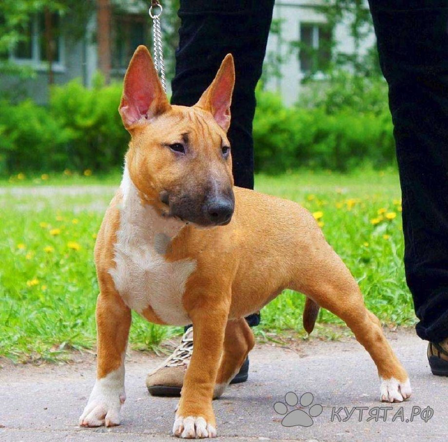 Мини бультерьер