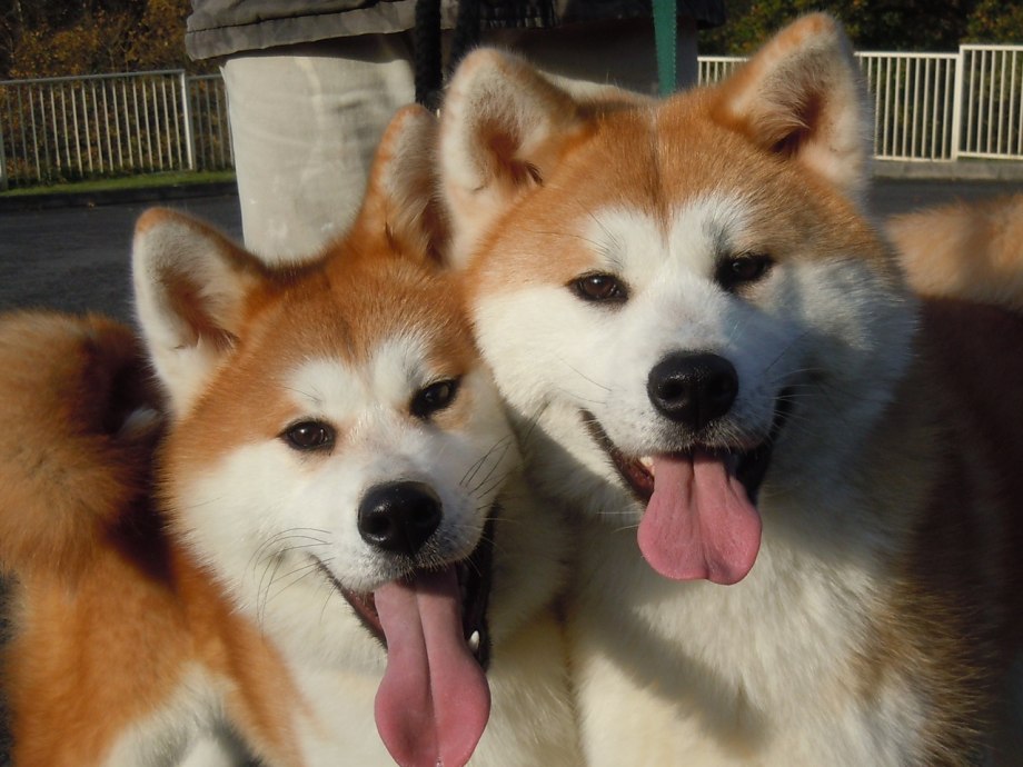 Hello Cheems from Japan