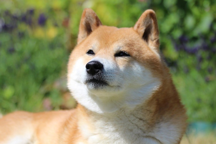 Doge обои 1366x768