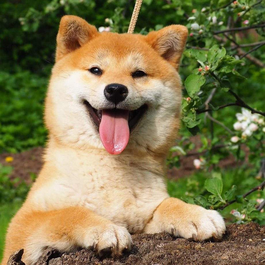 Akita Side view