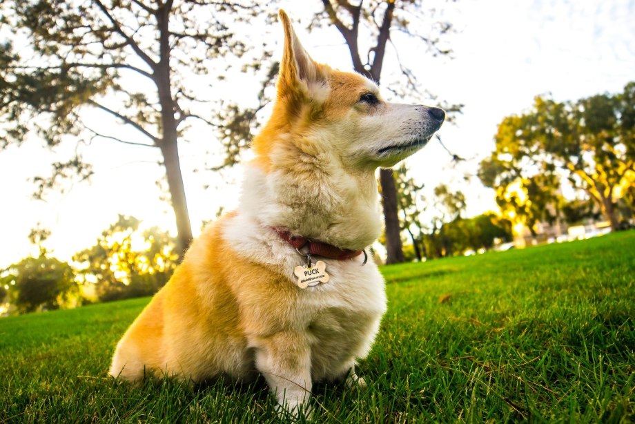 FORMYDOGS вельш корги