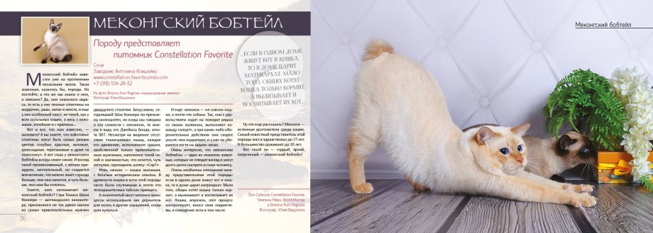 Тайский бобтейл кот