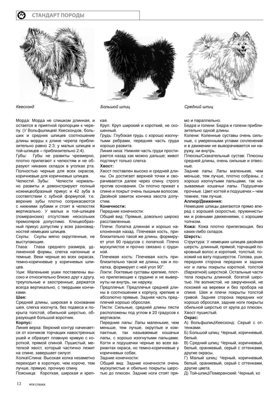 Фото немецкого шпица щенка на кровати