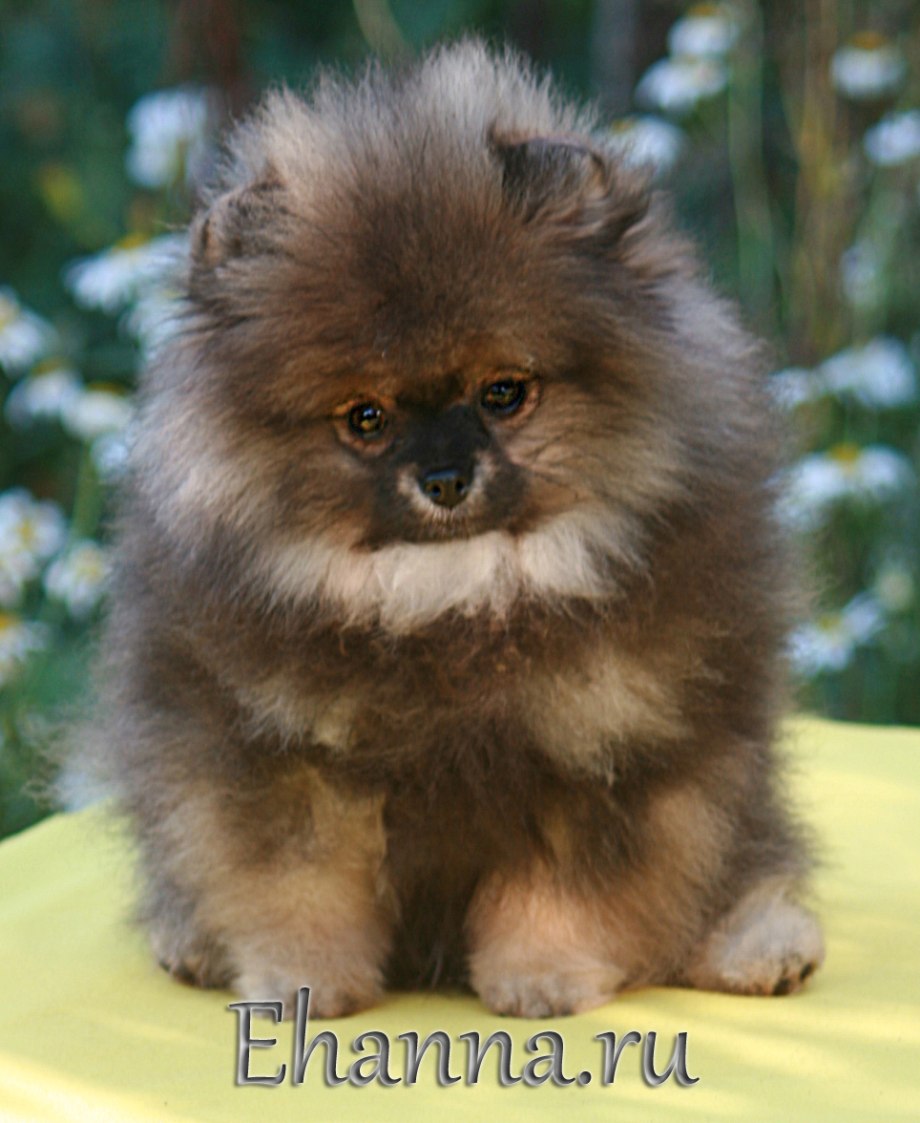 Немецкий шпиц 3