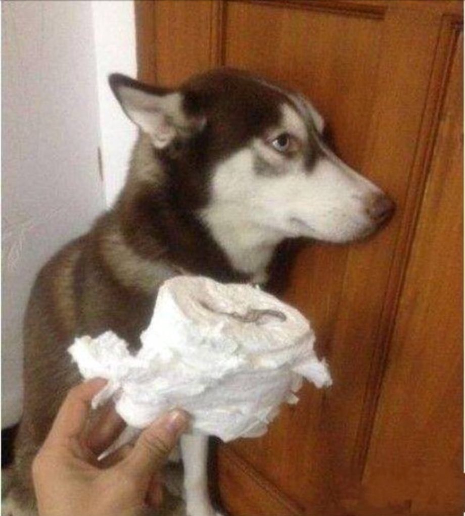 Что натворили хаски