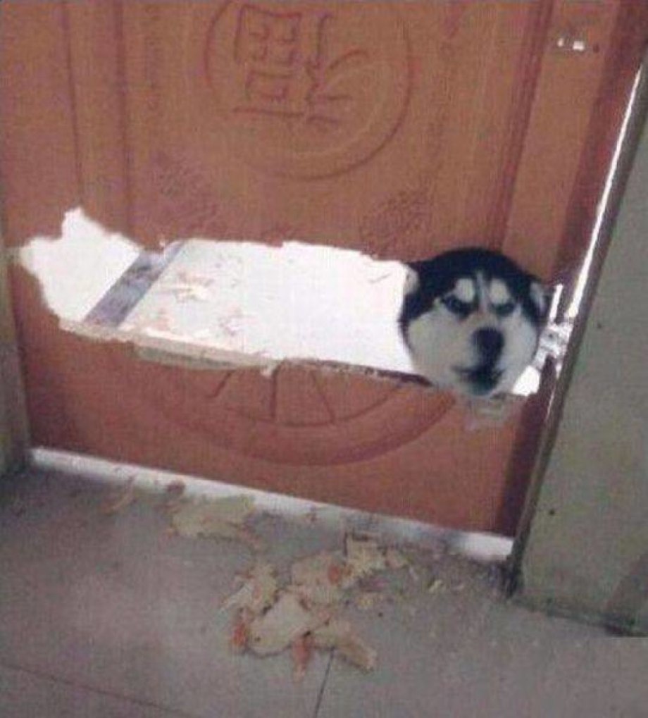 Собака.выгрызла дверь