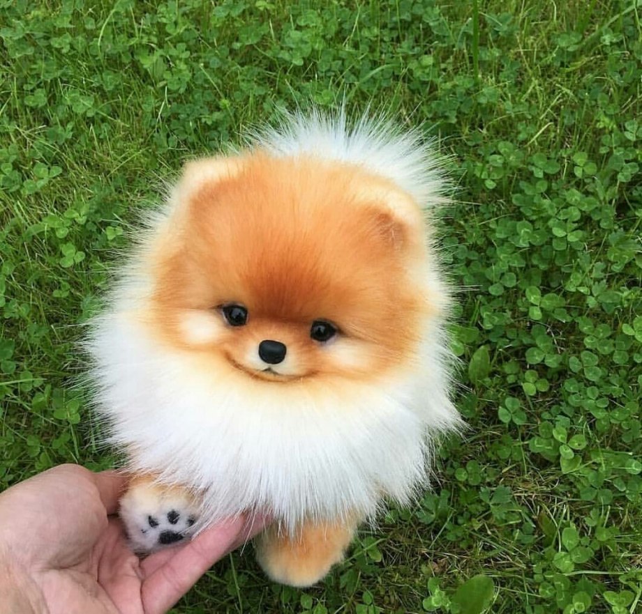 Померанский шпиц плюшевый