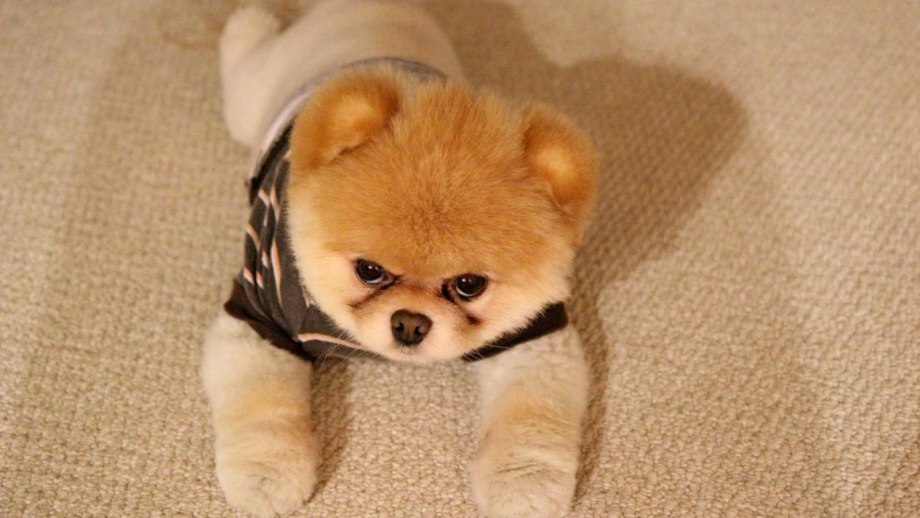 Собака Itty Bitty Boo