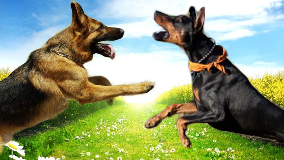 Doberman vs немецкая овчарка