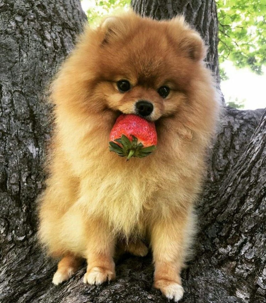 Немецкий шпиц