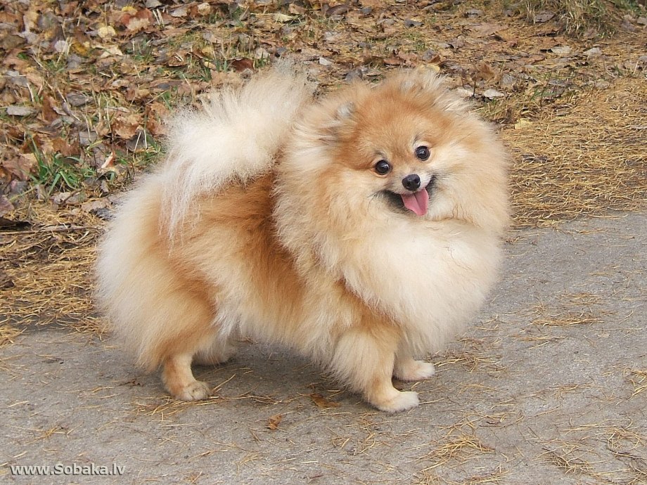 Немецкий шпиц