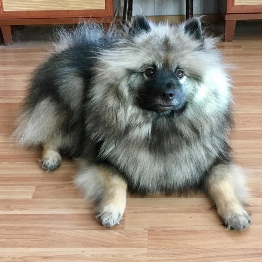 Немецкий шпиц кеесхонд