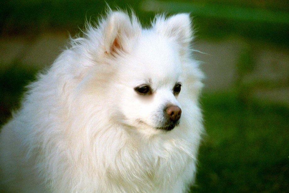 Немецкий шпиц белый