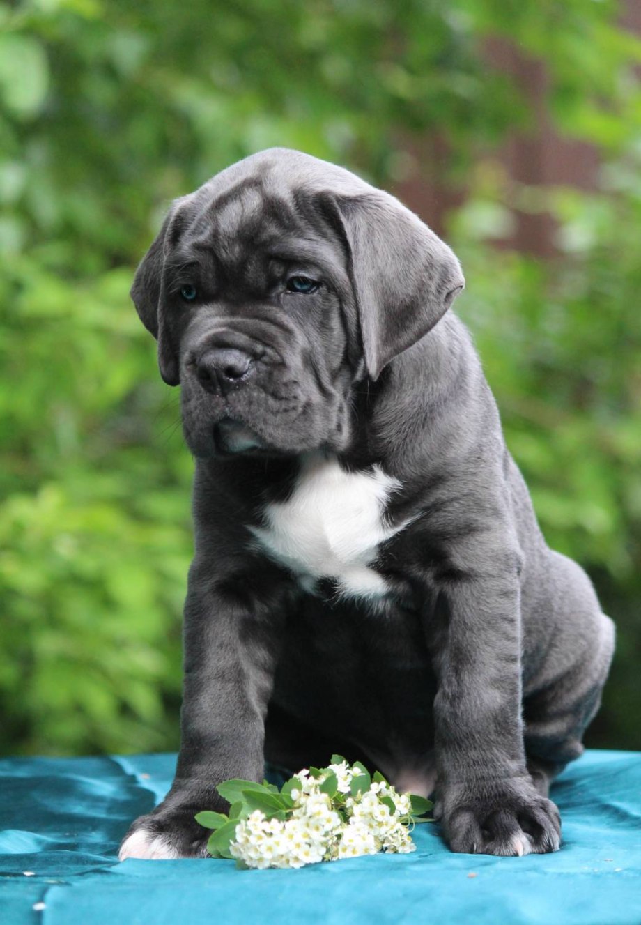 Кане Корсо (Cane Corso)