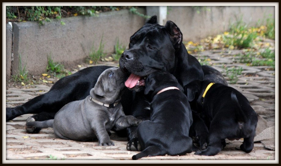 Кане Корсо (Cane Corso)
