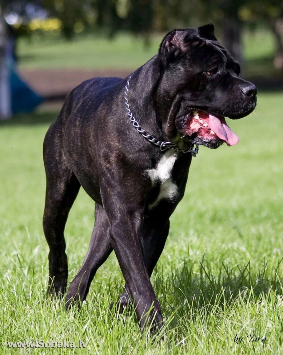 Cane Corso собака