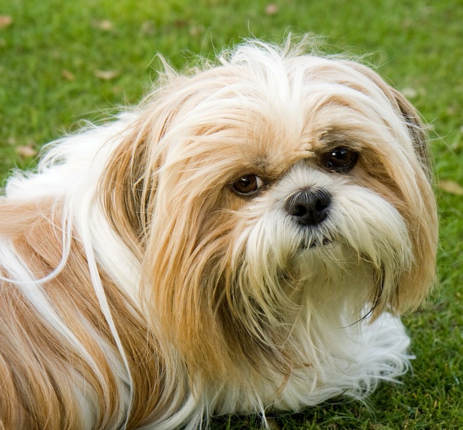 Shih Tzu порода собак