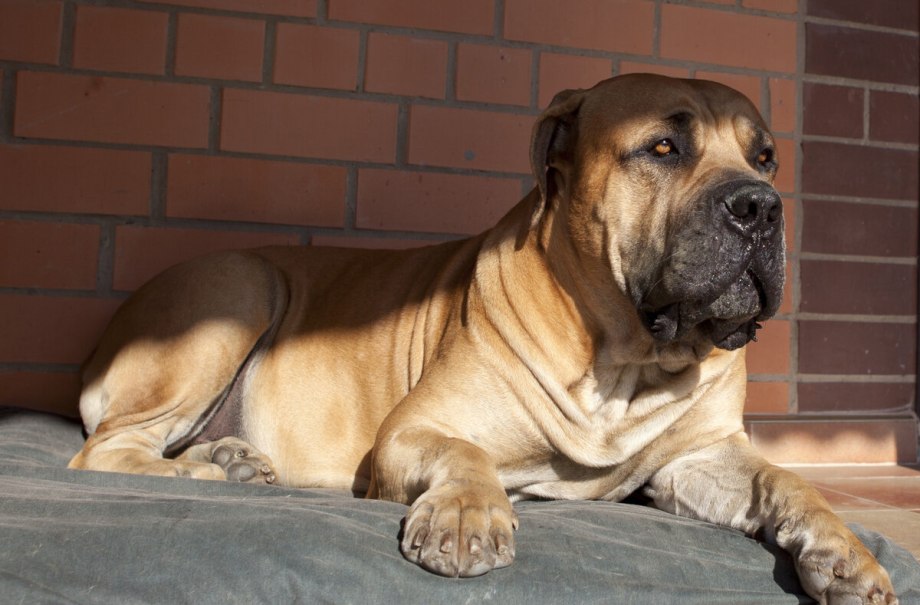 Южноафриканский бурбуль / South African Boerboel к