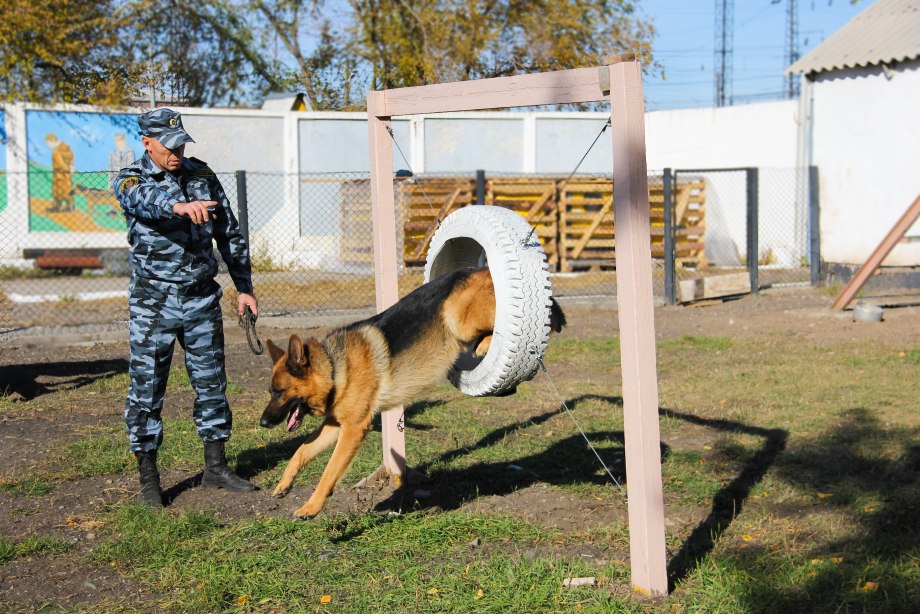 Кинолог дрессировщик