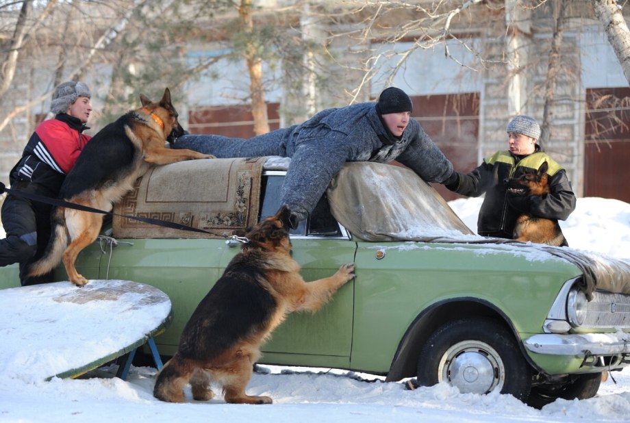 Собака для охраны дачи