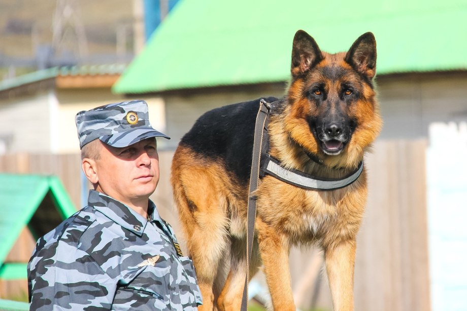 Собаки охранники