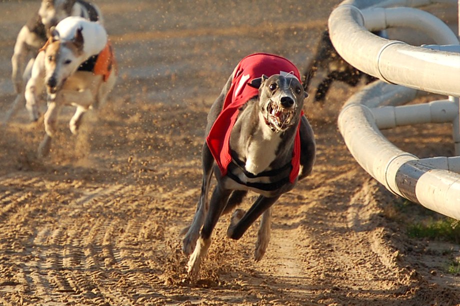 Silken Windhound порода