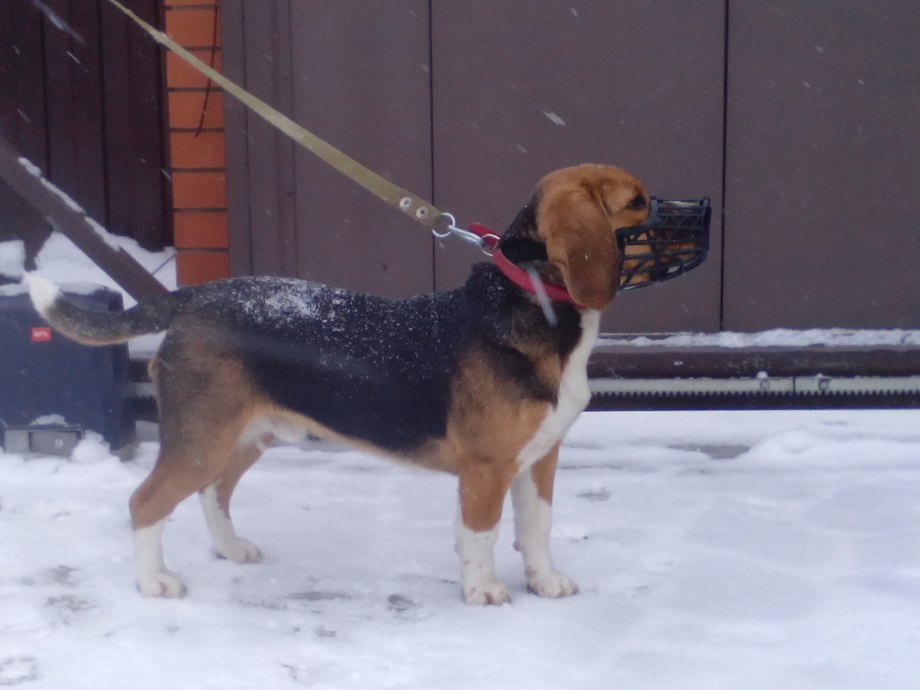 Мягкий намордник Muzzle net small с сеткой для собак