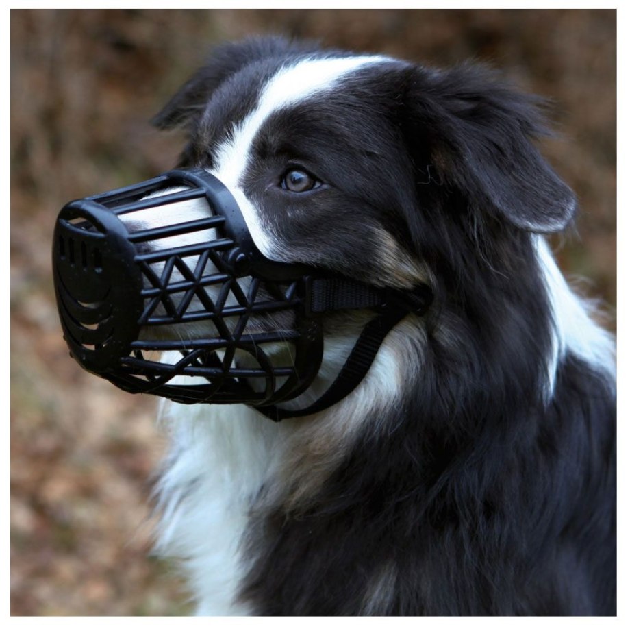 Halter Dogs