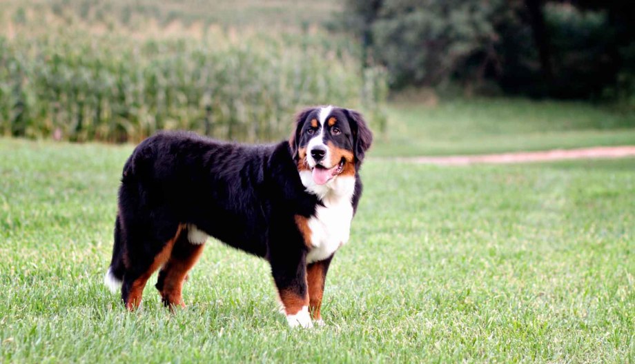 Berner Sennenhund порода