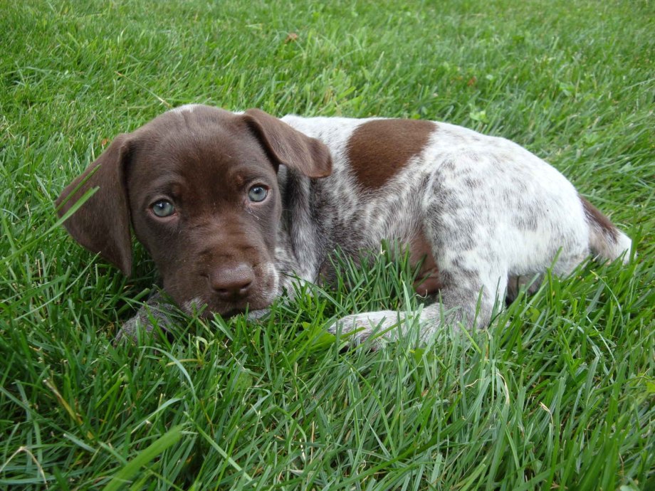 German Pointer собака