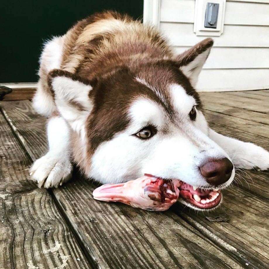 Anak anjing Husky