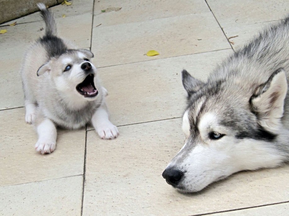 Two Huskies at Home