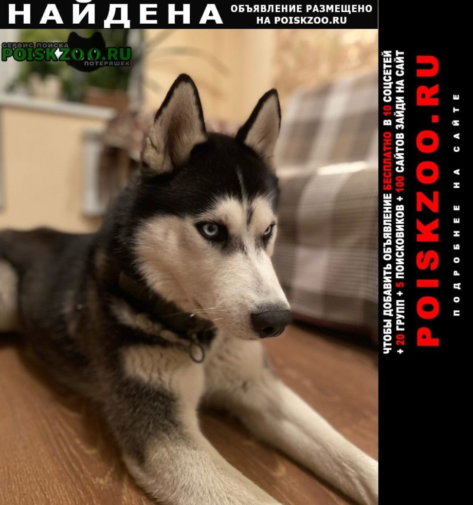 Хаски 3 месяца воспитание