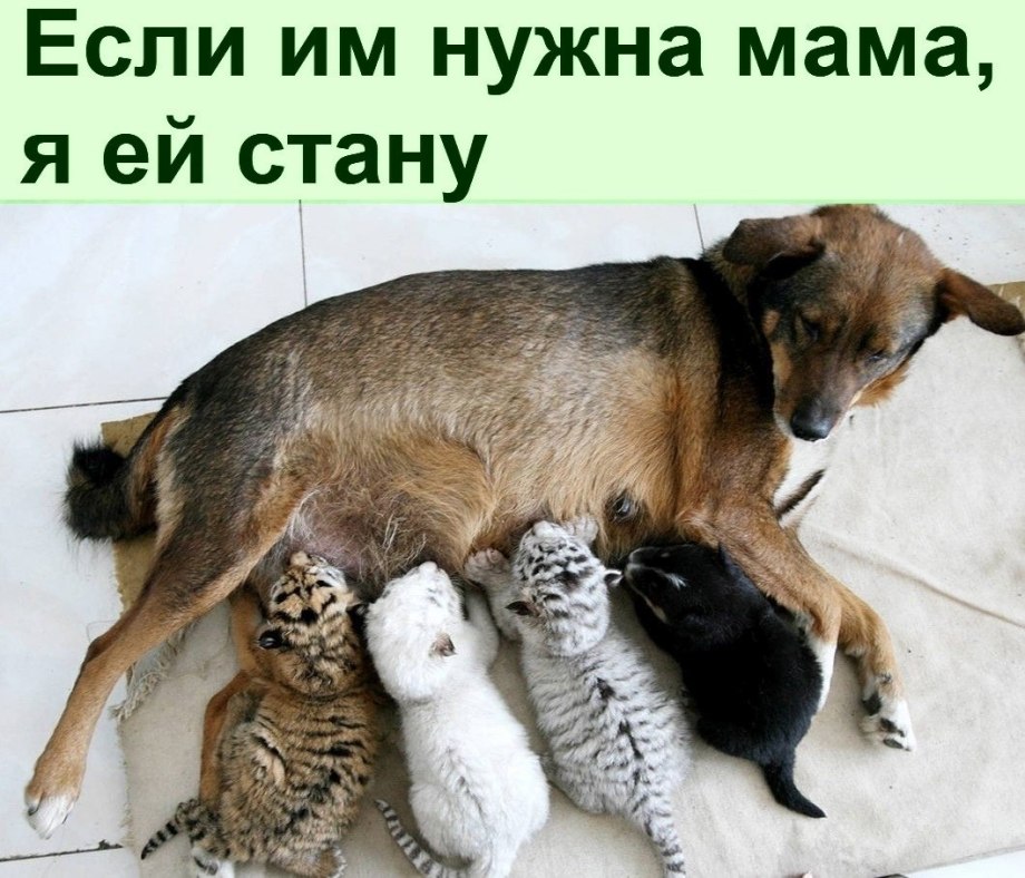 Собака выкормила котят