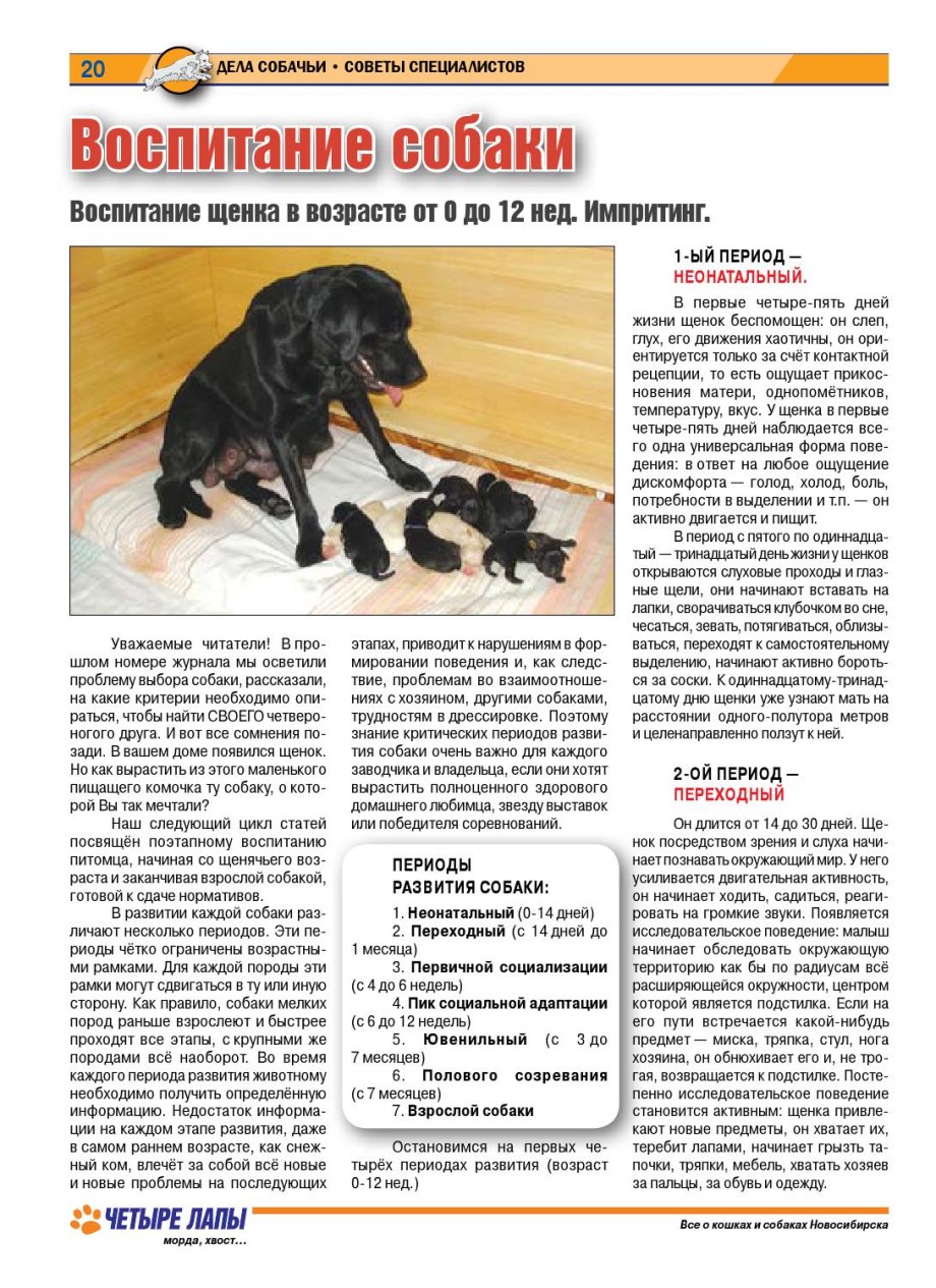 Правила воспитания щенка
