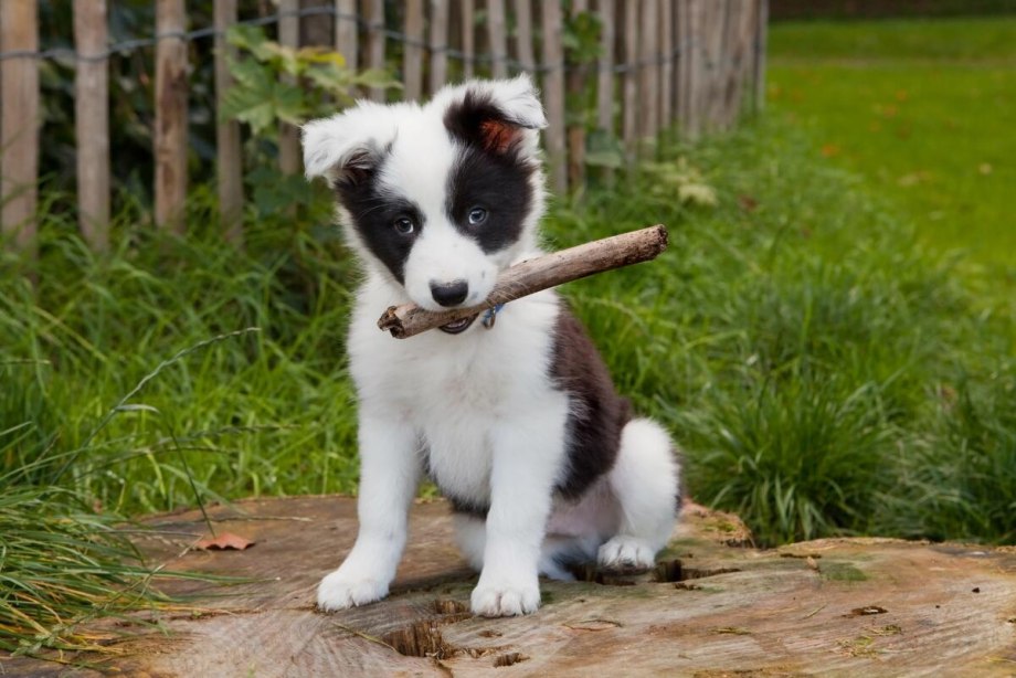 Border Collie щенок