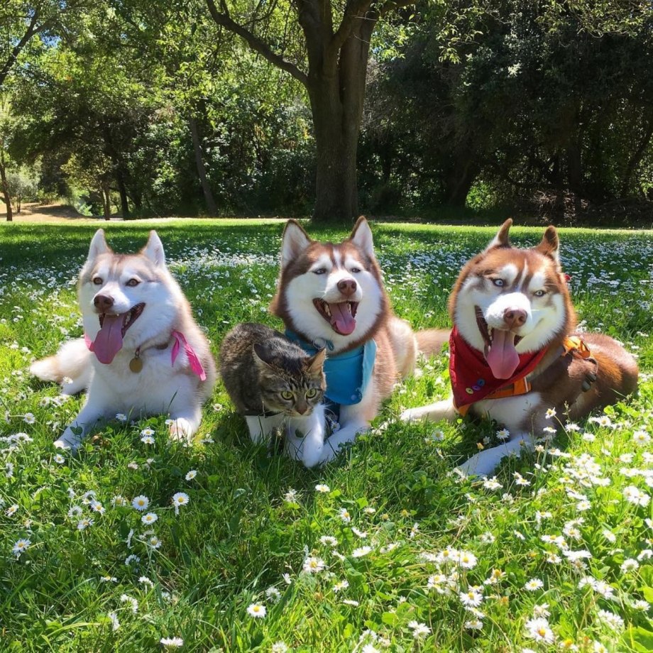 Хаски и кошка