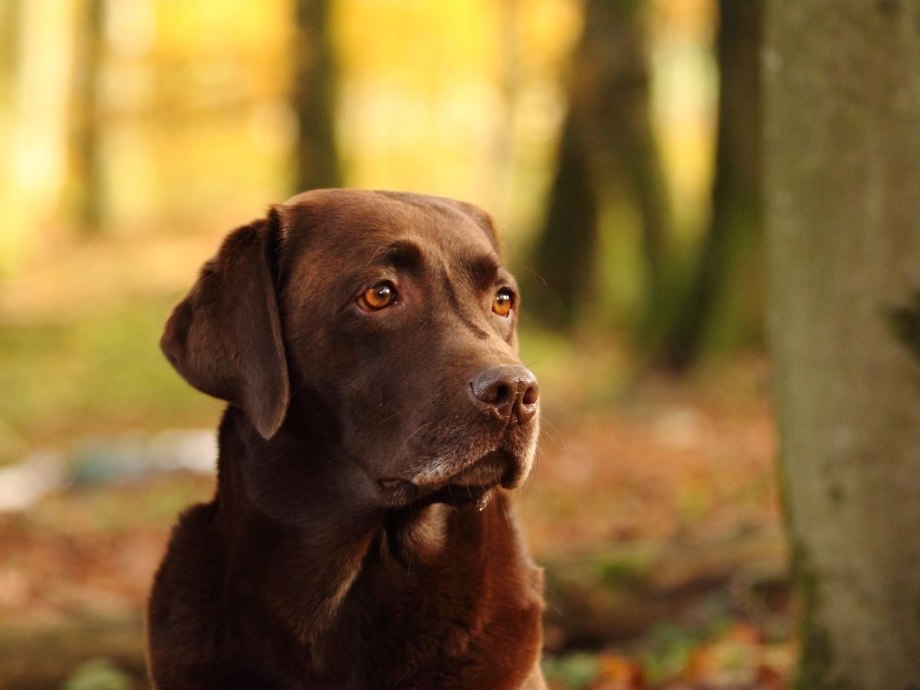 Лабрадор Retriever