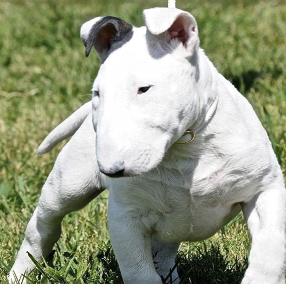 Putbulls