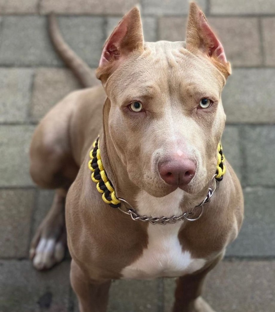 Тюльпан Pitbull
