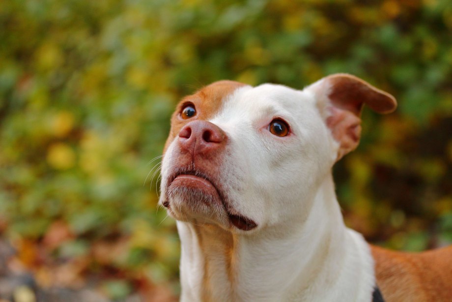 Pitbull 4k