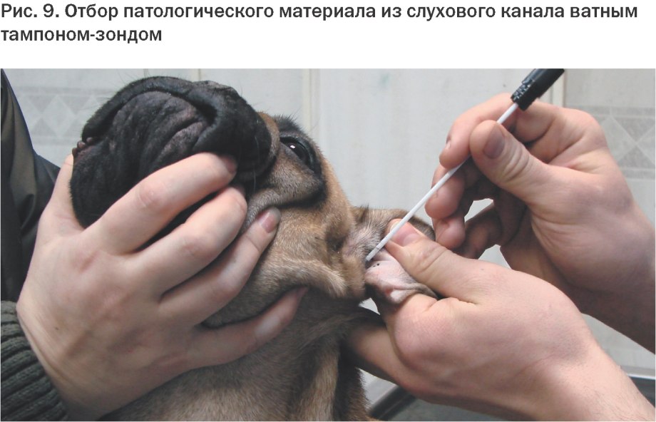 Демодекоз у немецкой овчарки