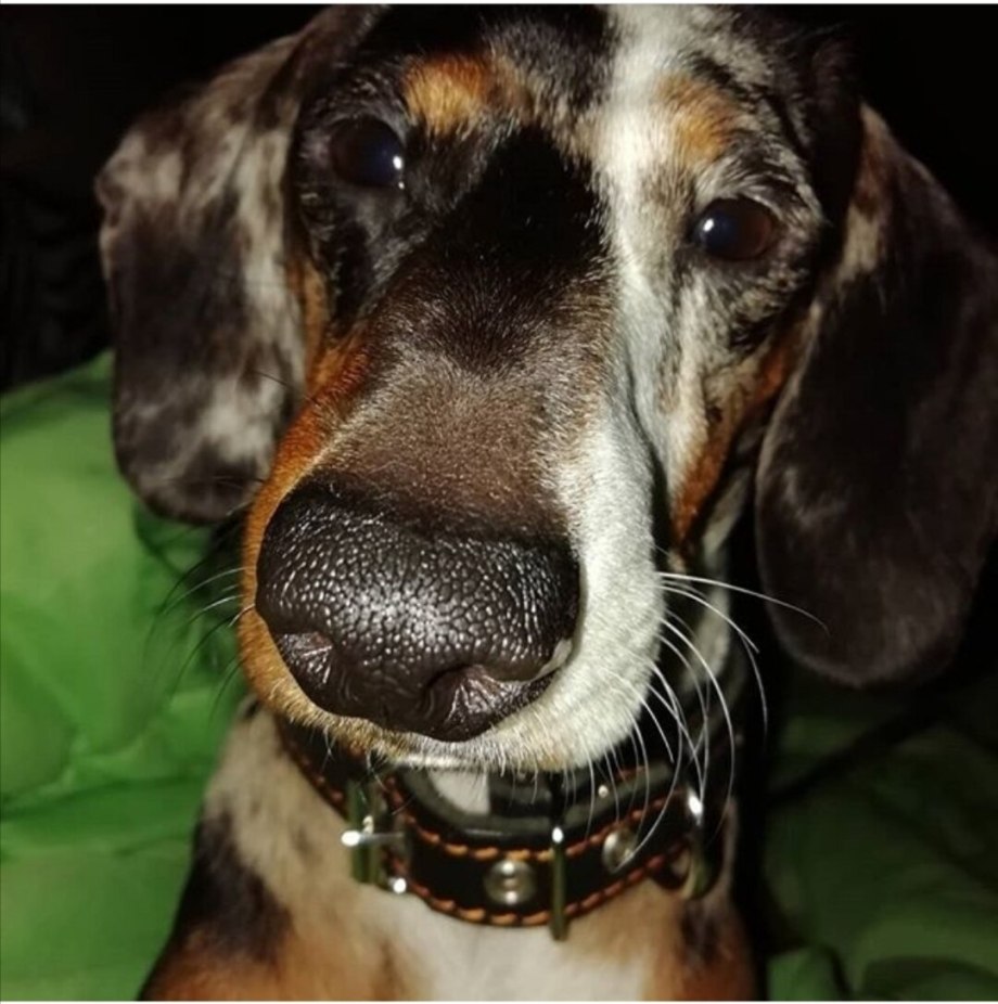 Пазл Castorland Dachshund Puppies (b-13142), 120 дет.